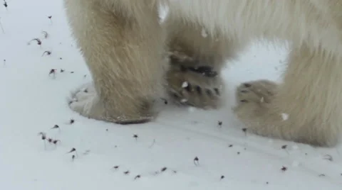 Slow Motion - Polar Bear Walking Through Snow Stock Footage 57125552