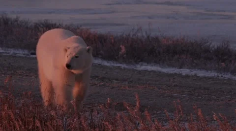 Slow motion - polar bear walking towards on gravel road in evening light Video stock 65063264