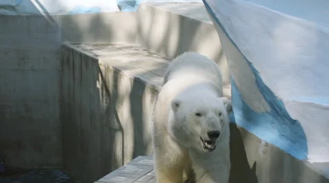 SLOW MOTION: Polar bear walking in his aviary Видео 67921133