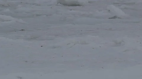 Slow motion - polar bear walks across broken sea ice close looking at camera Stock Footage 65127796