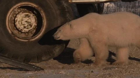Slow motion - polar bears walking under tundra buggies in golden light Stock Footage 65065754
