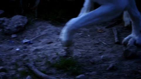 Slow-motion: Polar wolf paws sprinting on compacted soil. Stock Footage 250616531