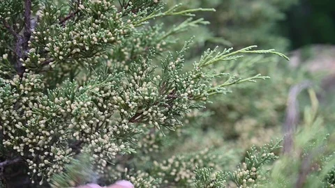 Slow motion of  pollen particles scattered through the air Stock Footage 120477453
