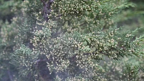 Slow motion of  pollen particles scattered through the air  Vídeo Stock 120477860