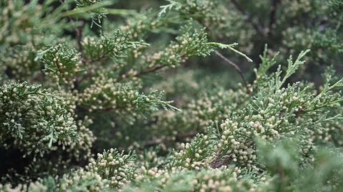 Slow motion of  pollen particles scattered through the air Stock Footage 120478617