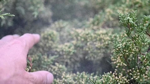 Slow motion of  pollen particles scattered through the air Stock Footage 120478809