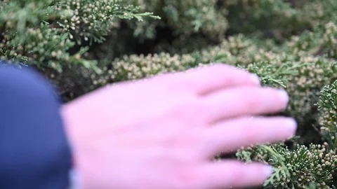 Slow motion of  pollen particles scattered through the air Stock Footage 120478853