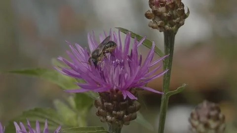 Slow motion of a pollinating  Mason bee, Osmia niveata (?) Stock Footage 133642078