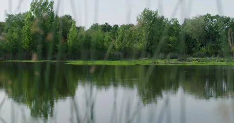 Slow Motion Pond Behind Tall Grass Stock Footage 243841763