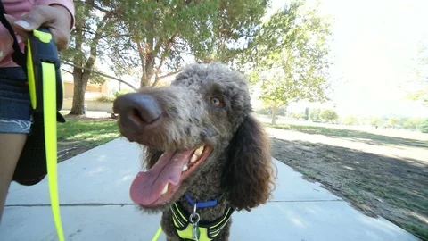 Slow Motion Poodle Close Up Walking Stock Footage 89958466