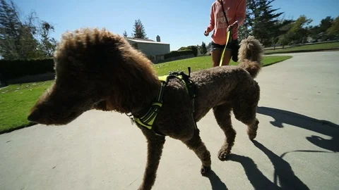 Slow Motion Poodle Walk Stock Footage 89958568