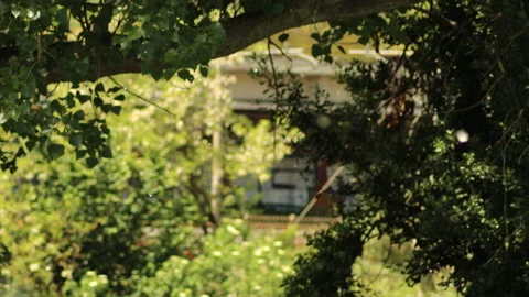 Slow motion poplar flakes in spring - 4K - ProRes Stock Footage 153765190