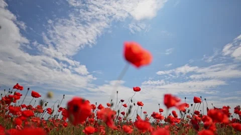 Slow motion poppies in bloom with beautiful open sky background. Stock Footage 310098203