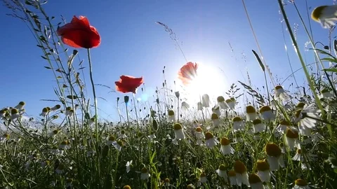 Slow motion of poppies waving in the wind against the sun Stock Footage 77166151