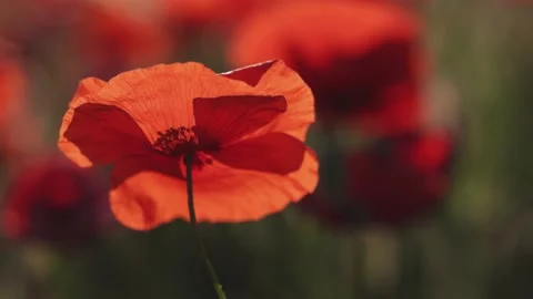 Slow motion poppy fluttering in the wind in Provence. Stock Footage 195577680