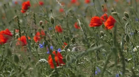 Slow motion of poppy in the wind Stock Footage 51784870
