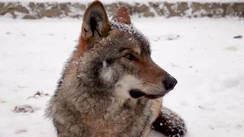 Slow motion. portrait of gray wolf in winter on background of falling snow  Stock Footage 170553593