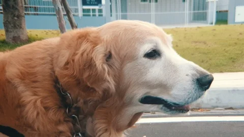 Slow motion portrait of old tired Golden Retriever dog panting in a park Stock Footage 100639319