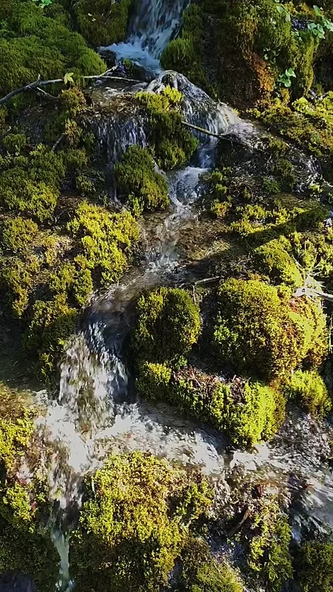 Slow-motion portrait shot of a small water stream flowing through green moss Stock Footage 248380914