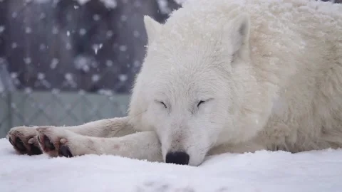 Slow motion. portrait of a sleeping white arctic wolf  Video stock 170553610