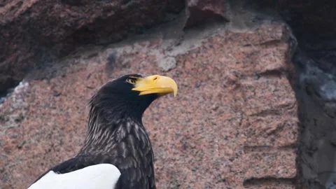 Slow motion. a portrait of a Steller's Eagle Stock Footage 176855841