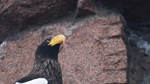 Slow motion. a portrait of a Steller's Eagle Video stock 176856190