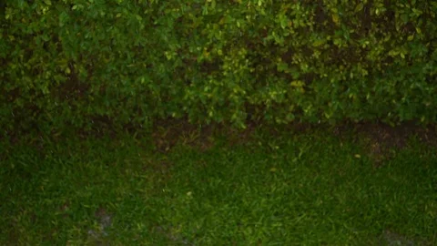 Slow motion pouring rain falling in green nature Stock Footage 92614289