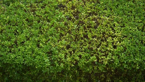 Slow motion pouring rain falling in garden Stock Footage 93779509