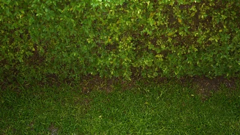 Slow motion pouring rain falling in backyard Video stock 93780139