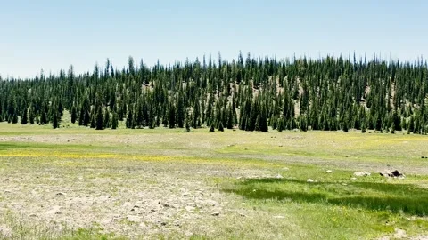 Slow Motion POV Drive Past Green Field and Pine Forest Hills Blue Sky Utah Video stock 340419611