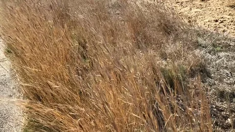 Slow Motion POV Forward Dry High Grass In Wind Stock Footage 96493888