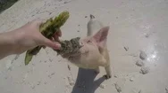 Slow Motion Pov Pig Eating Exuma Bahamas Stock Footage