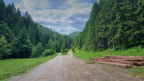 Slow Motion POV Walk Between Two Mountain Roads with Timber on the Side Stock Footage 312896718