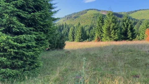 Slow Motion POV Walk Through Meadow Towards Forest and Mountains at morning Stock Footage 314214614