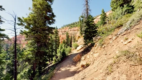 Slow Motion POV Walking Mountain Trail Along Red Rock Cliff Spruce Trees Utah Video stock 340419954