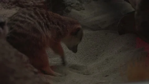 Slow Motion Prairie Dog Stock Footage 165297465