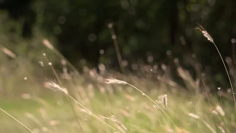 Slow Motion Prairie Grass Blowing In Breeze Vídeos de archivo 78168027