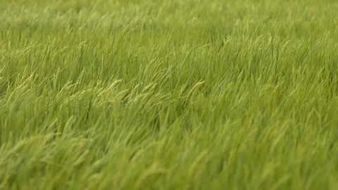 Slow-motion - Prairie swaying in the wind Stock Footage 88939901