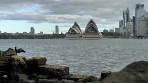 Slow motion preening bird and Sydney Opera House 4K Stock-Footage 159710947