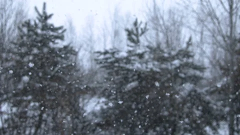 Slow motion of the process of falling snow in the forest in winter Video stock 232236146