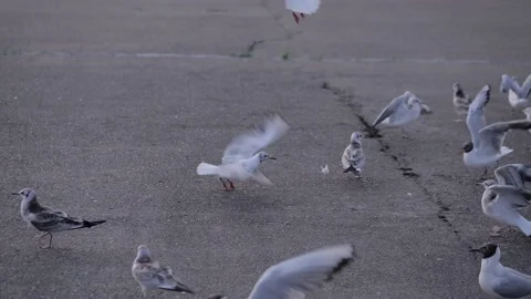 Slow motion: process of feeding seagulls on embankment Stock Footage 195739133
