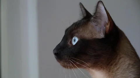 Slow motion profile of a Siamese cat with light blue eyes looking around Stock Footage 248785182