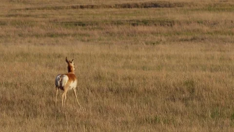 Slow motion - pronghorn doe walks away Stock Footage 83458740
