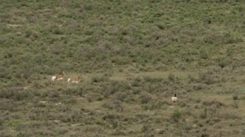 Slow motion - pronghorn run away Video stock 82181572