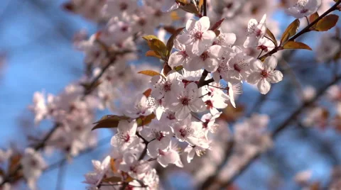 Slow motion of prune branch with pink blossom, waving on light wind Stock Footage 66517655