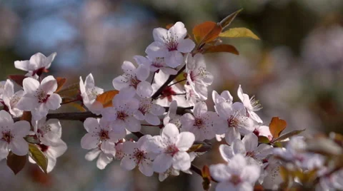 Slow motion of prune branch with pink blossom, waving on light wind Stock Footage 66517693