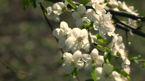 Slow motion of prune branch with sunlit white blossom, waving on light wind Stock Footage 66516677