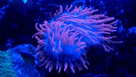 Slow motion of a psychedelic anemone Video stock 85397956
