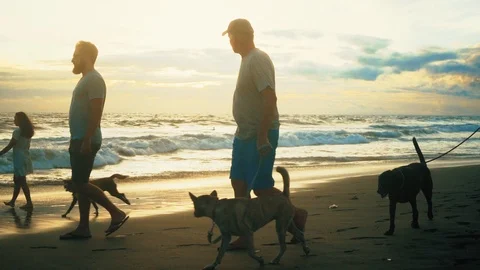 Slow Motion Public Beach Man And Woman Are Walking Dogs Bali Stock Footage 104536519