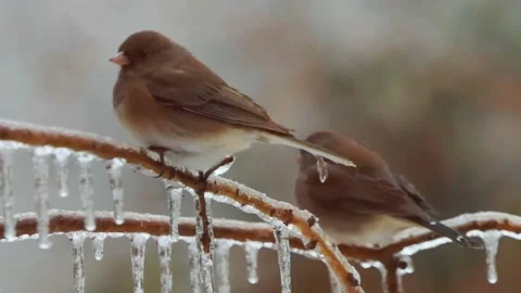 Slow motion of puffed-out dark-eyed junco females staying warm on icy branches Vídeos de archivo 172276533